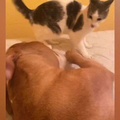 VIDEO: Cat and pitbull are inseparable best buddies who love to wrestle