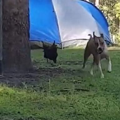 VIDEO: Rooster chases dog to its owner on campsite