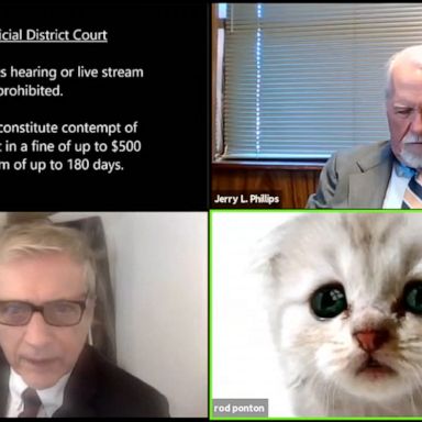 VIDEO: Texas lawyer exclaims 'I'm not a cat' as he struggles to remove Zoom filter 