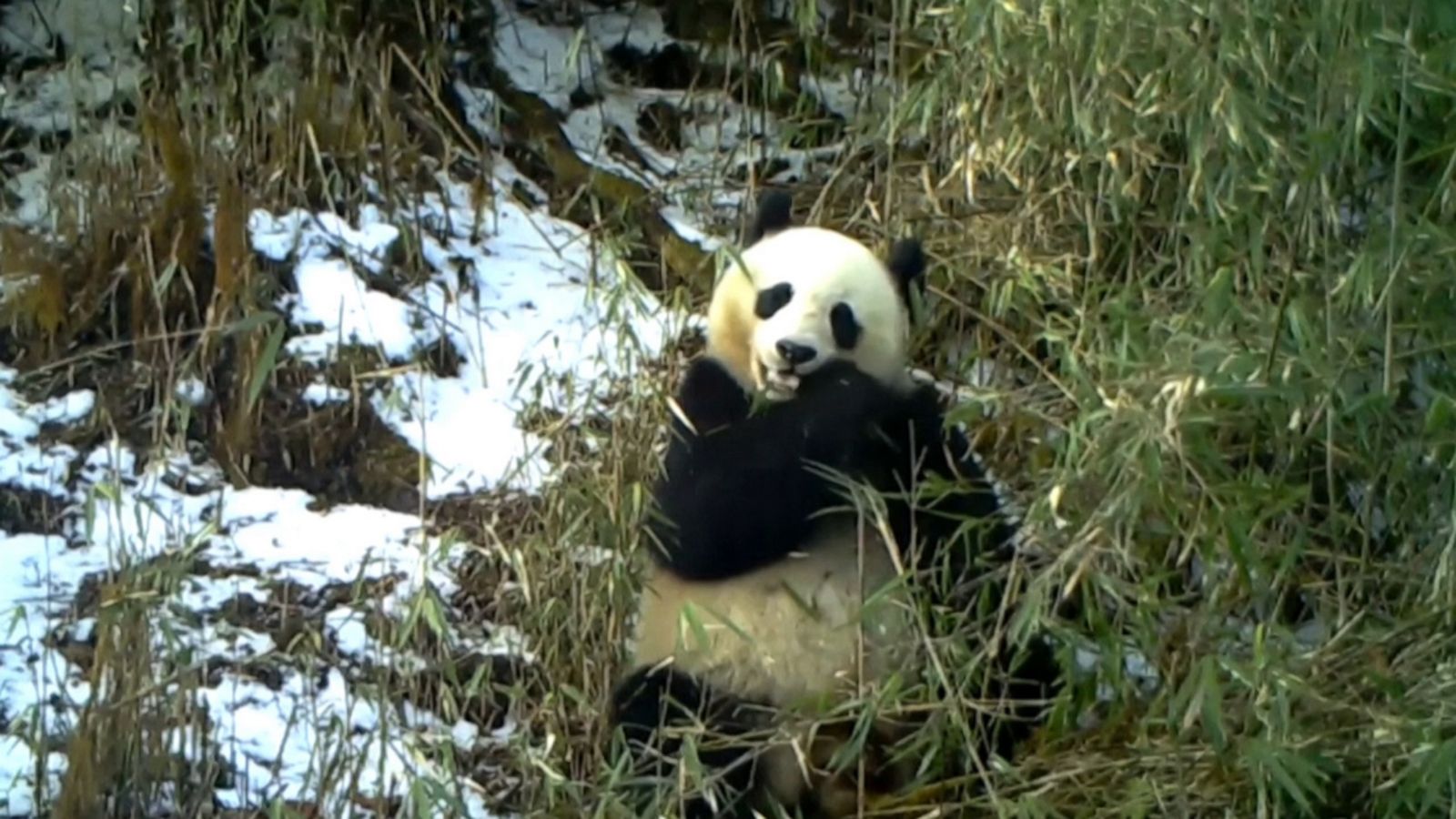 VIDEO: Camera catches giant panda eating bamboo