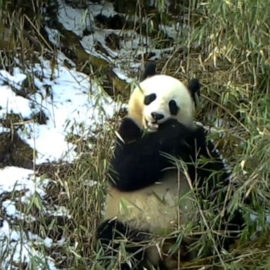 VIDEO: Camera catches giant panda eating bamboo