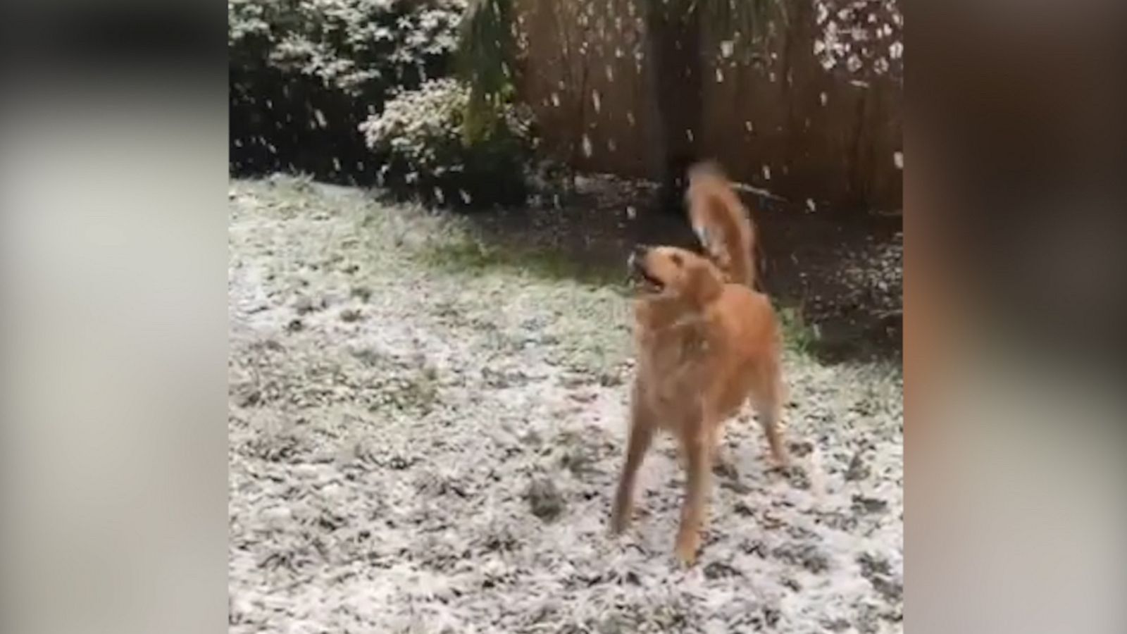 VIDEO: Golden retriever adorably catches snowflakes