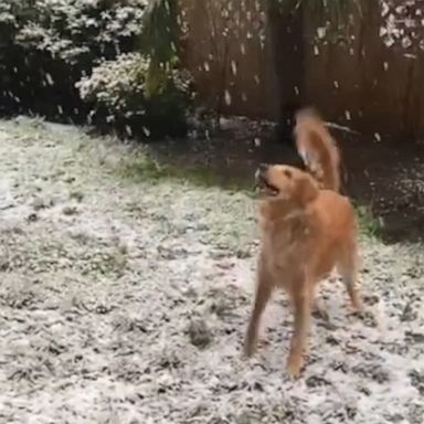 VIDEO: Golden retriever adorably catches snowflakes 