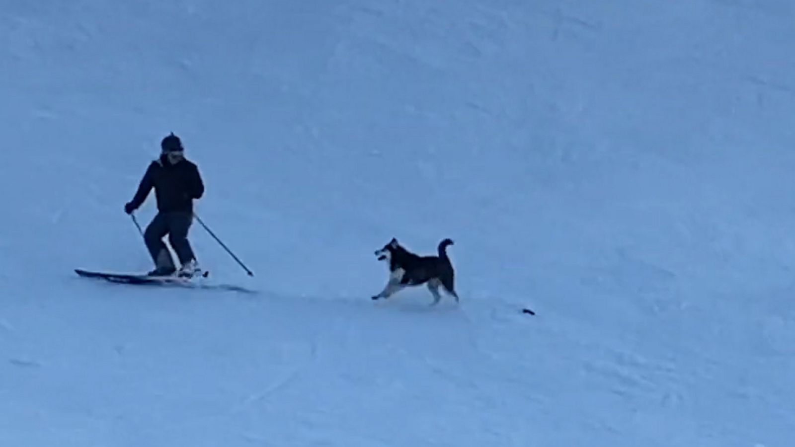 VIDEO: Husky has the time of his life chasing after skiers and snowboarders