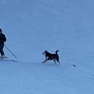 VIDEO: Husky has the time of his life chasing after skiers and snowboarders 