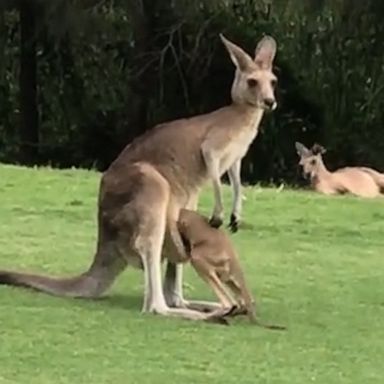 VIDEO: Kangaroo joey tries (and fails) to fit in mom’s pouch