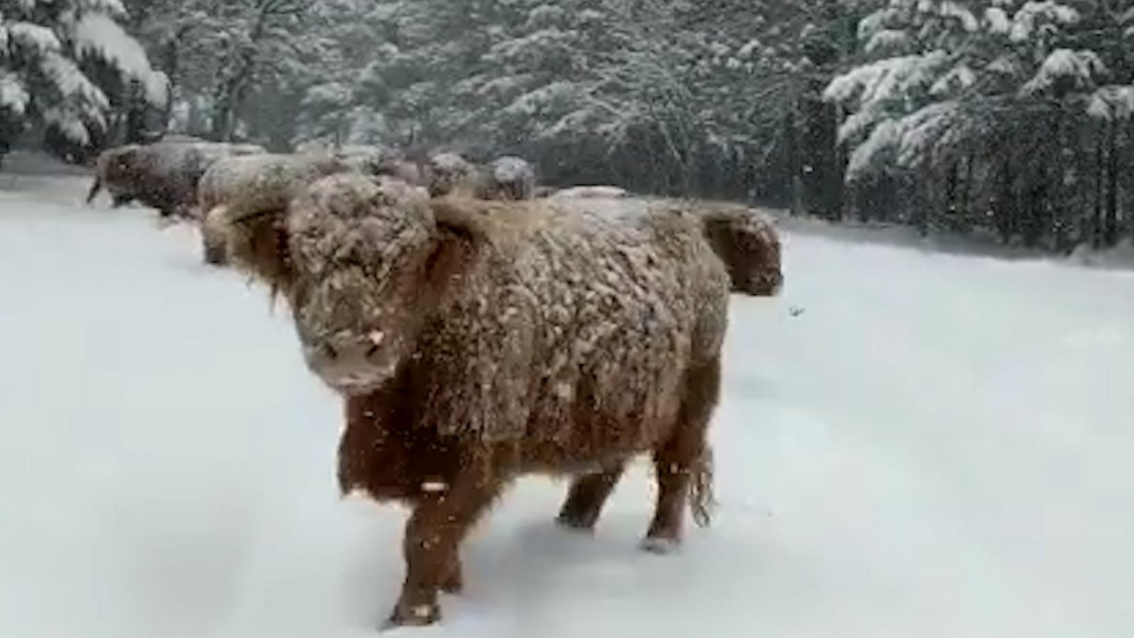Fluffy cattle plow through snow Good Morning America