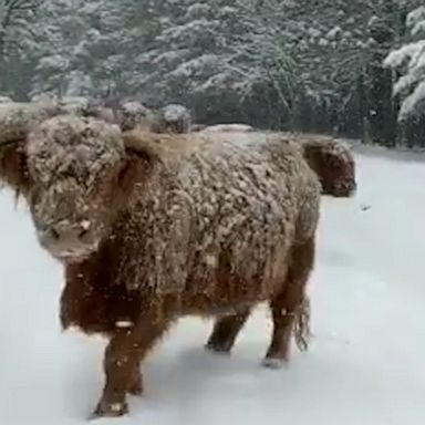 VIDEO: Fluffy cattle plow through snow 