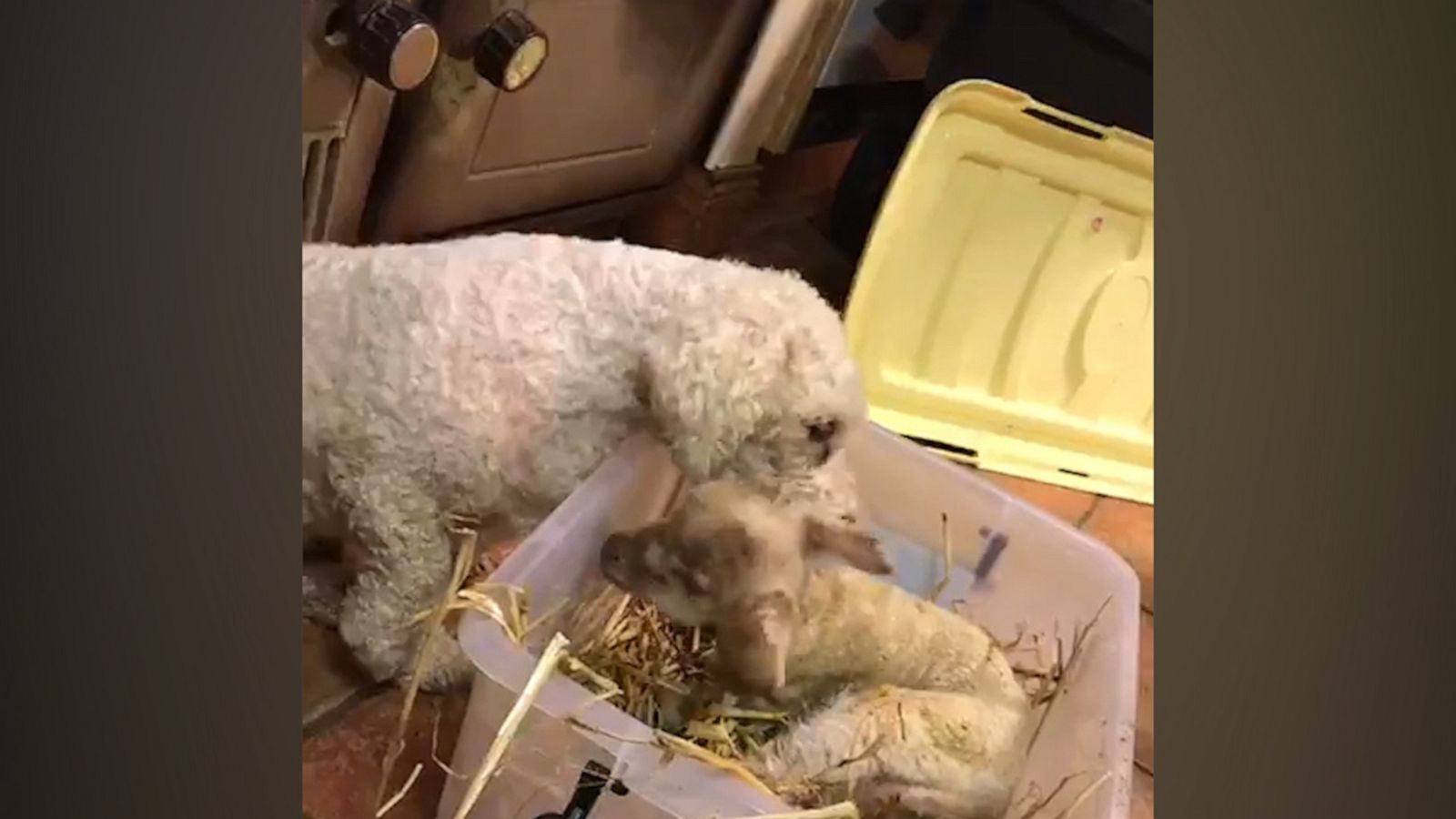 VIDEO: Fluffy dog comforts adorable baby lamb