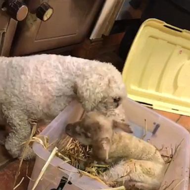 VIDEO: Fluffy dog comforts adorable baby lamb 