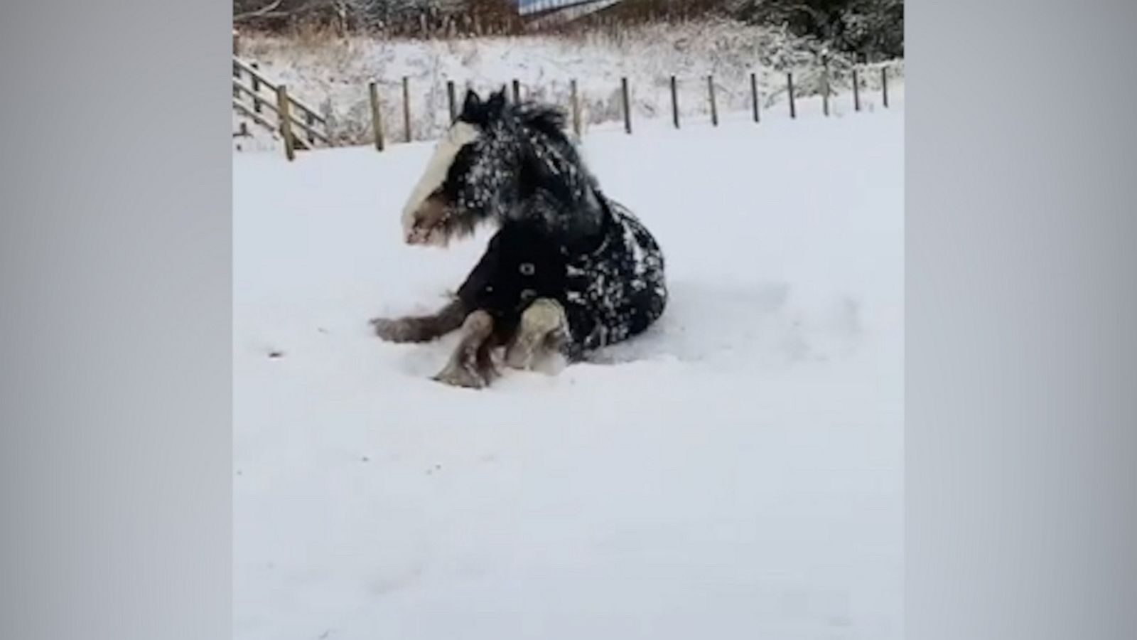 VIDEO: Playful mare has fun with snow