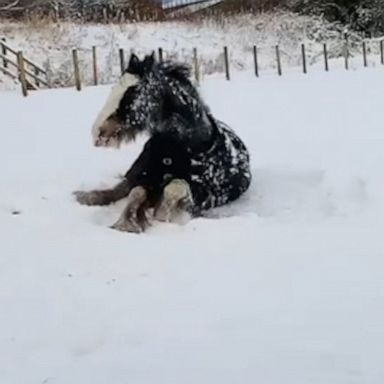 VIDEO: Playful mare has fun with snow 