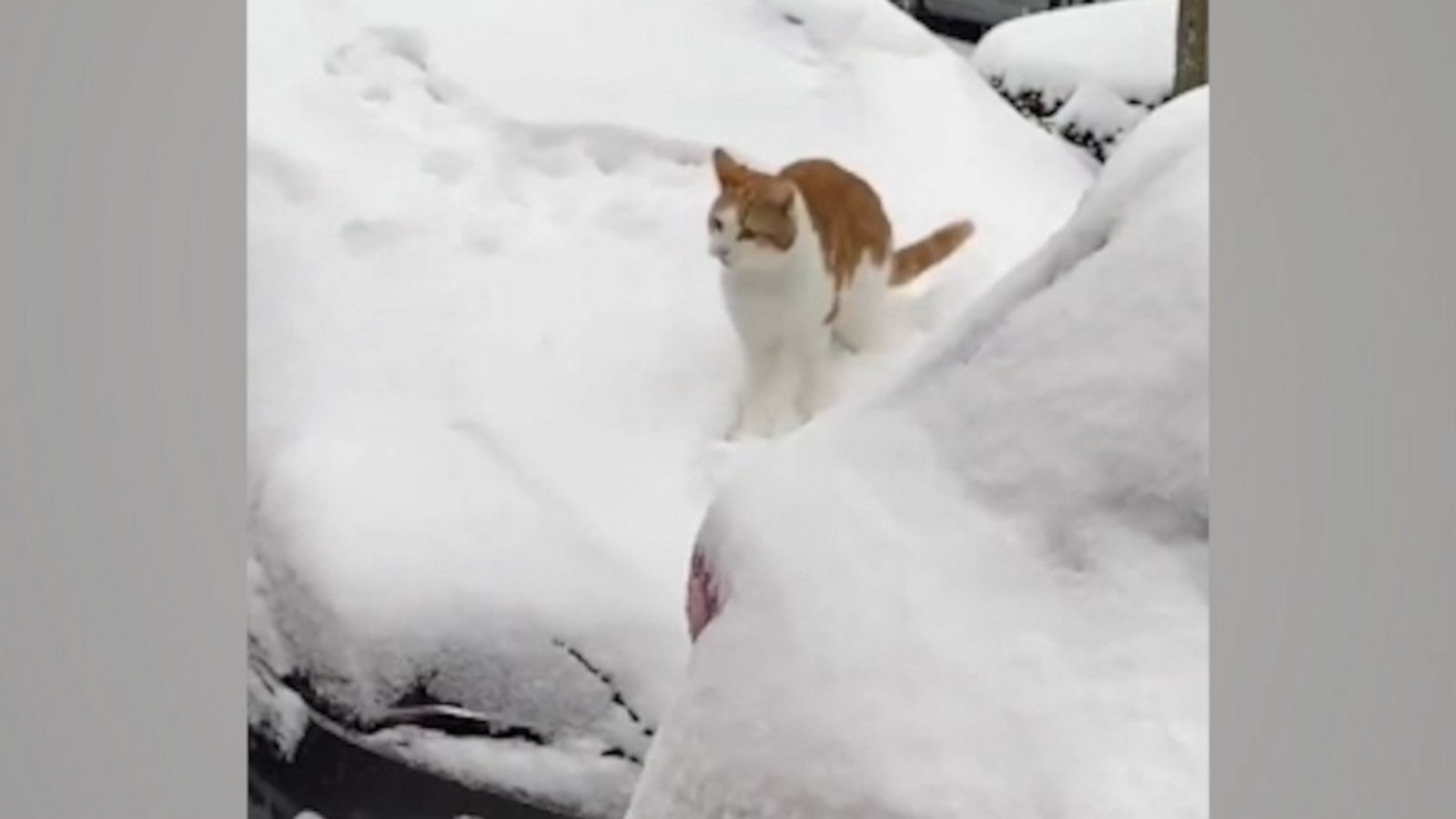 VIDEO: Cat enjoys snow day on top of car