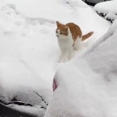 VIDEO: Cat enjoys snow day on top of car 