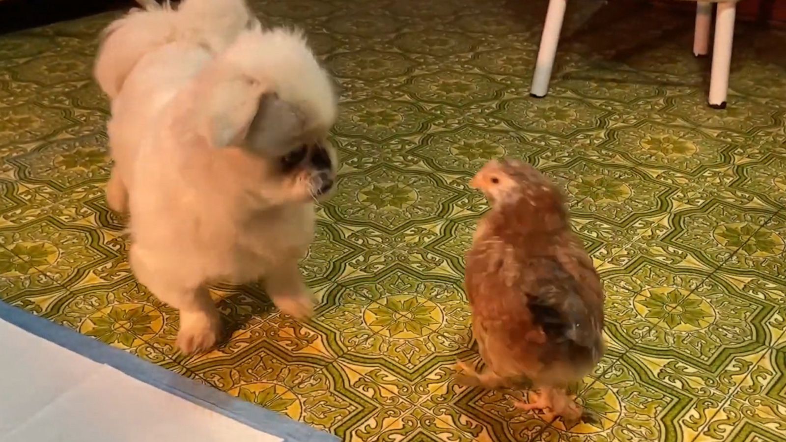 VIDEO: Chicken playfully shows doggy who is boss