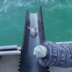Turtles released back into the ocean after winter storm in Texas 