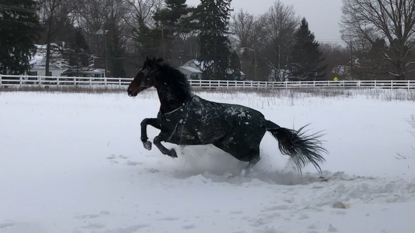 VIDEO: Retired racehorse can’t contain his excitement for snow