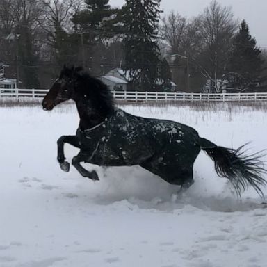 VIDEO: Retired racehorse can’t contain his excitement for snow