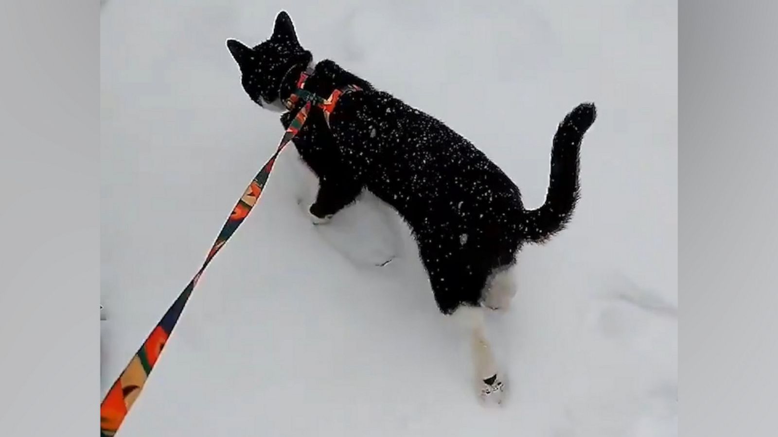 VIDEO: Brave rescue cat explores thick snowfall after a winter storm