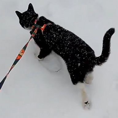 VIDEO: Brave rescue cat explores thick snowfall after a winter storm 