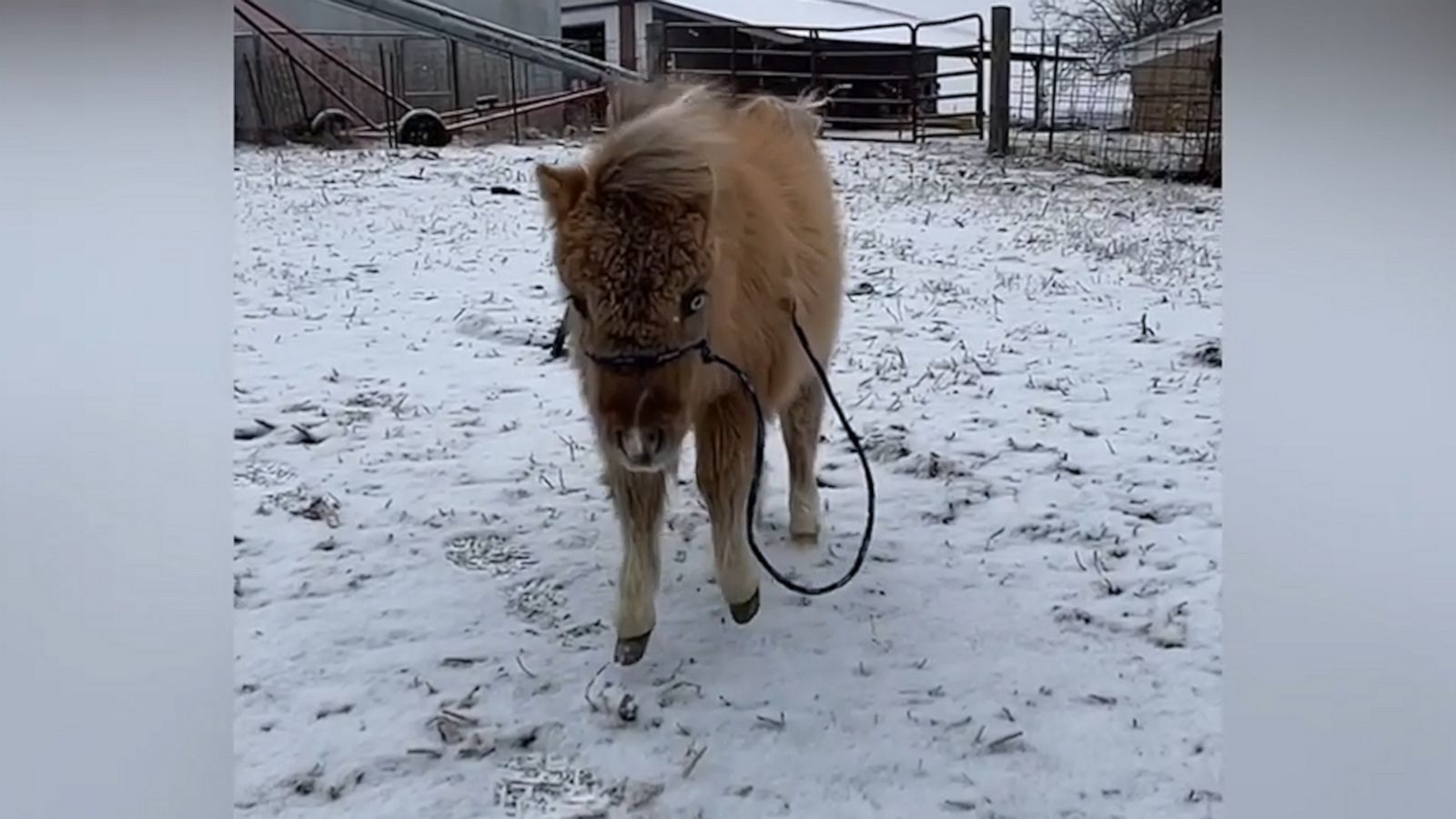 VIDEO: Miniature horse enjoys light snow on a farm