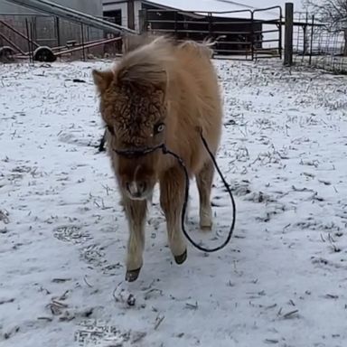 VIDEO: Miniature horse enjoys light snow on a farm 