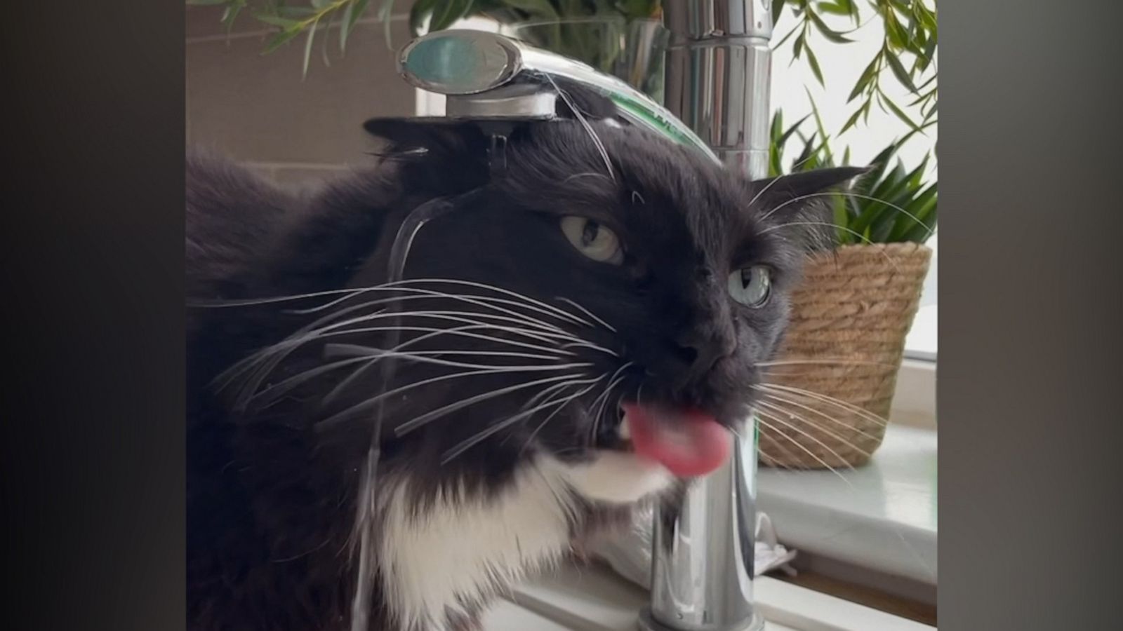 VIDEO: Cat completely misses water while trying to drink from sink