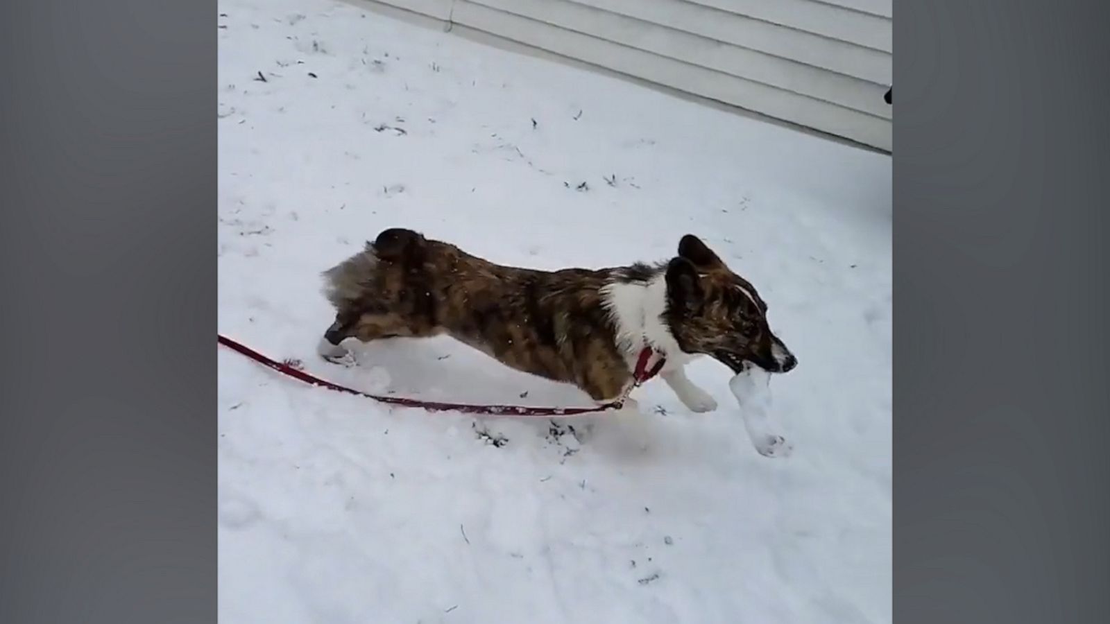 VIDEO: Corgi adorably frolics through the snow