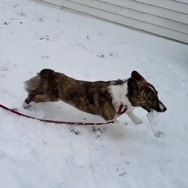 VIDEO: Corgi adorably frolics through the snow 