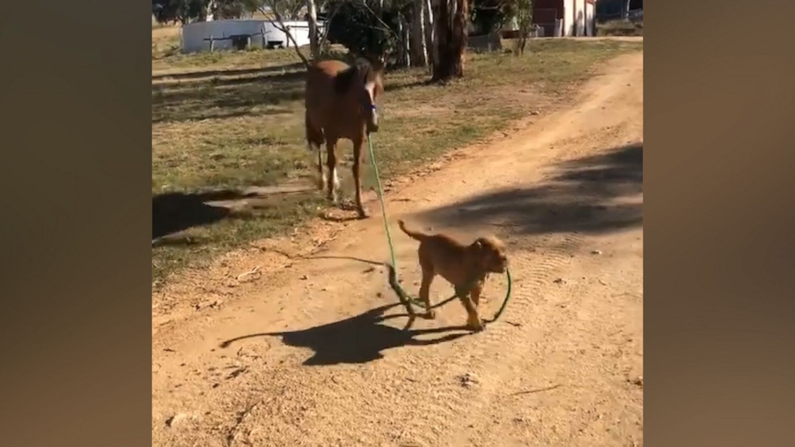 VIDEO: Adorable puppy takes horse for a walk