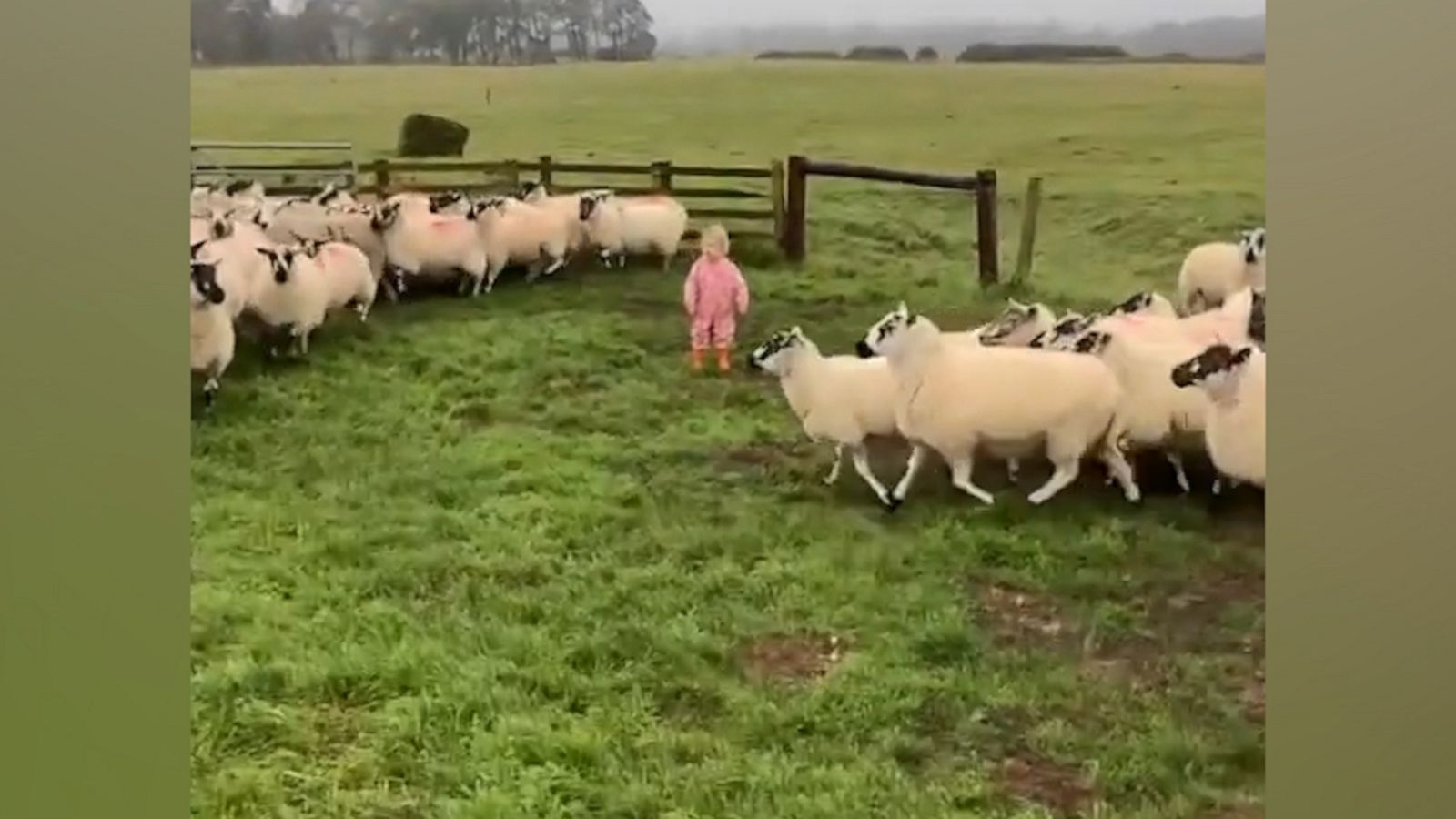 VIDEO: Proud toddler enthusiastically herds flock of sheep