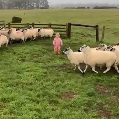 VIDEO: Proud toddler enthusiastically herds flock of sheep