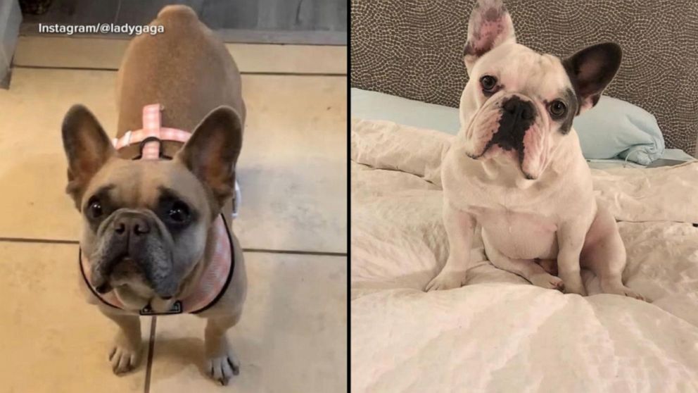 Lady Gaga will not have to pay $500,000 reward to woman tied to dognapping  of her French bulldogs