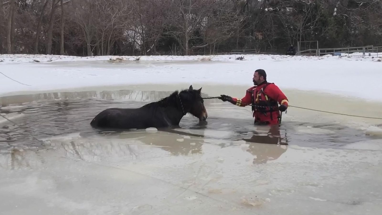 VIDEO: Firefighters rescue horse trapped in icy pond