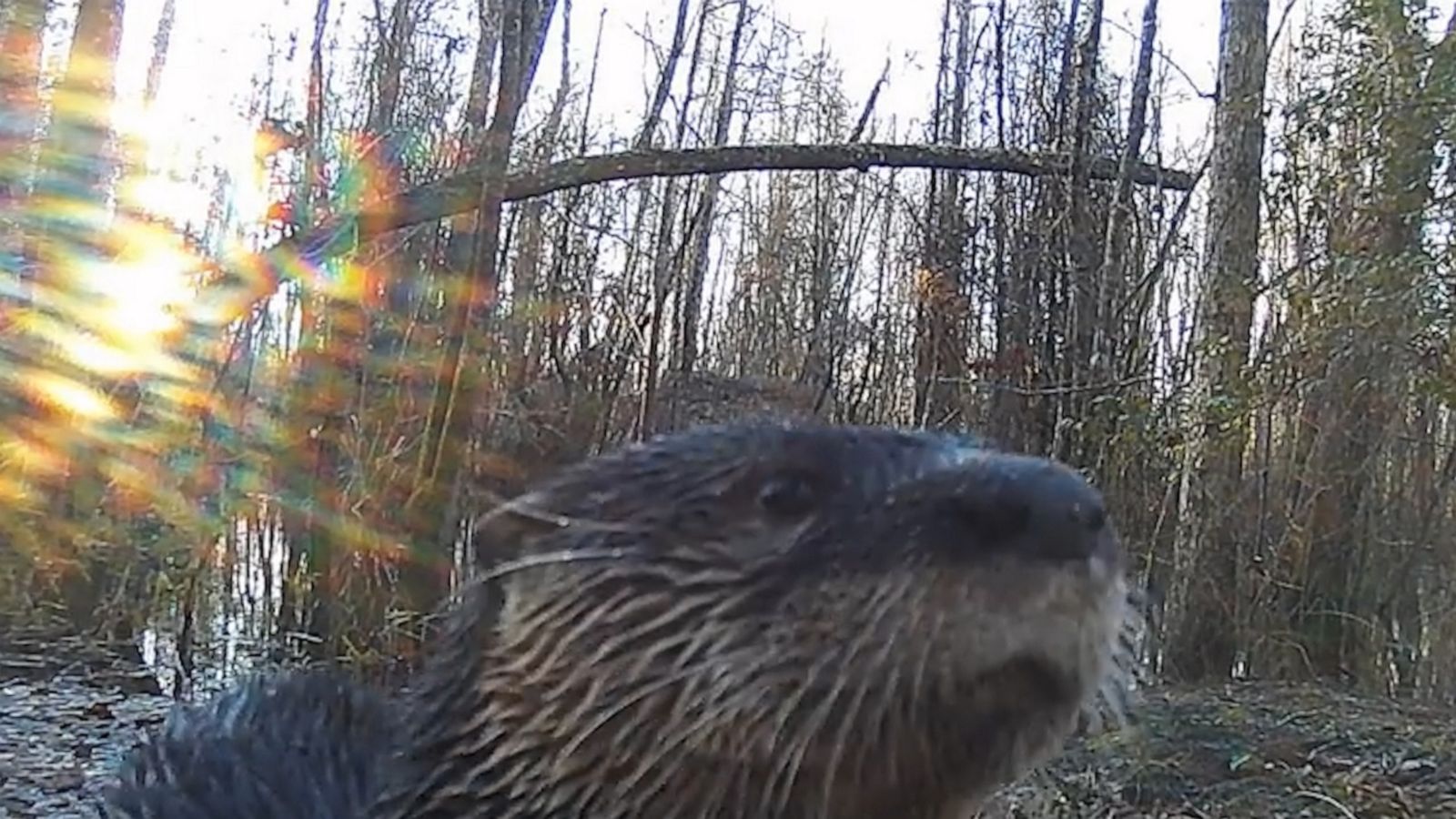 VIDEO: Otters inspect trail camera in South Carolina state park