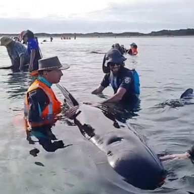 VIDEO: Volunteers save dozens of stranded pilot whales 