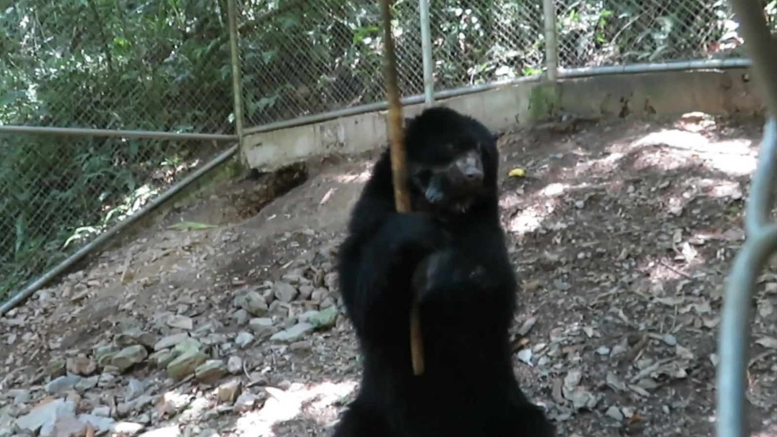 VIDEO: Rescued bear loves to play with bamboo stick