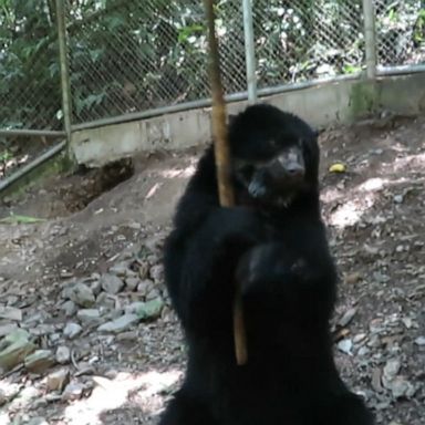 VIDEO: Rescued bear loves to play with bamboo stick 