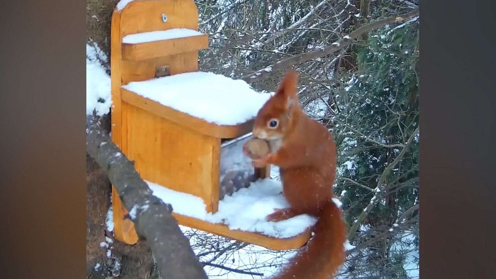 VIDEO: Red squirrel plucks snack from feeder