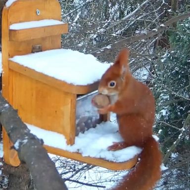 VIDEO: Red squirrel plucks snack from feeder 