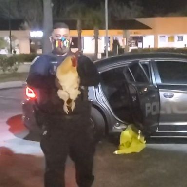 VIDEO: Stolen pet rooster returned to ecstatic Florida woman