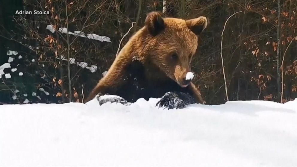 Video Dramatic footage shows bear chasing skiers ABC News