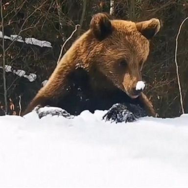 VIDEO: Dramatic footage shows bear chasing skiers