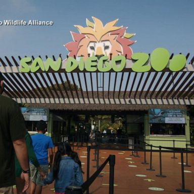 VIDEO: How San Diego Zoo survived pandemic