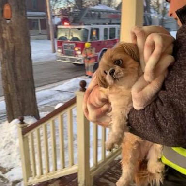 VIDEO: This is the dramatic moment before a dog was saved from a burning house