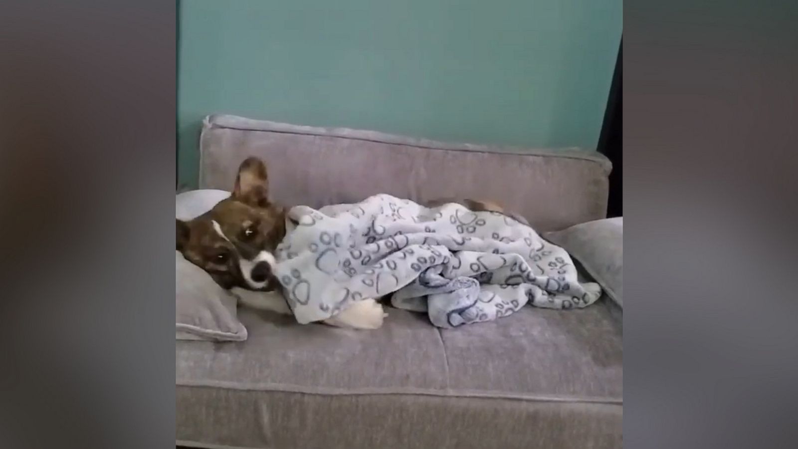 VIDEO: Clever corgi tucks herself in