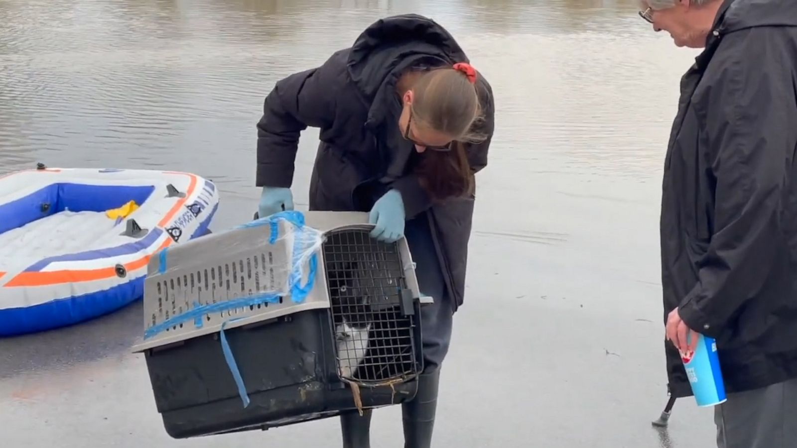 VIDEO: Cat rescued from rising flood waters in Kentucky