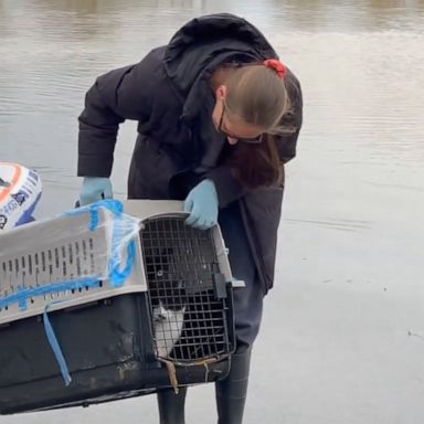 VIDEO: Cat rescued from rising flood waters in Kentucky 