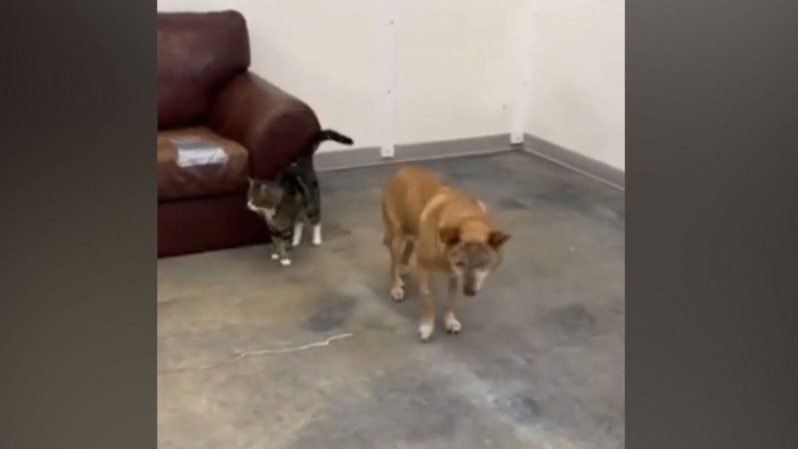 VIDEO: Blind dog and his 'support cat' find forever home