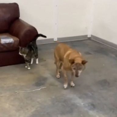 VIDEO: Blind dog and his 'support cat' find forever home 